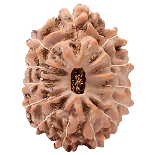13 Mukhi Indonesian Rudraksha Collector