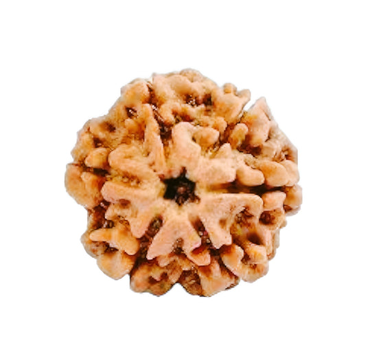 6 Mukhi Nepal Rudraksha Small