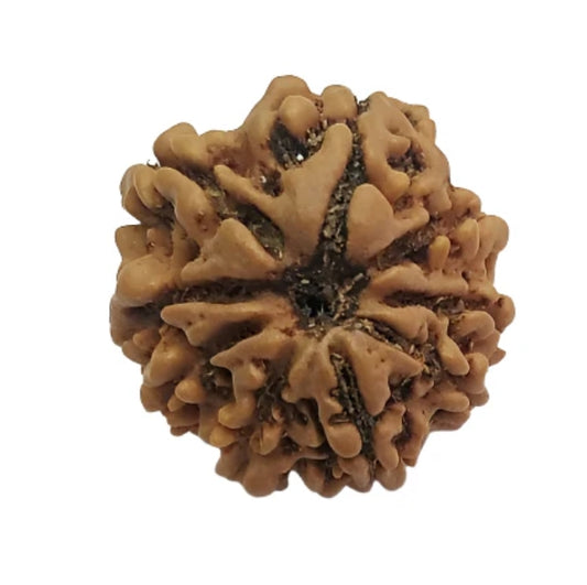 9 Mukhi Nepal Rudraksha Small