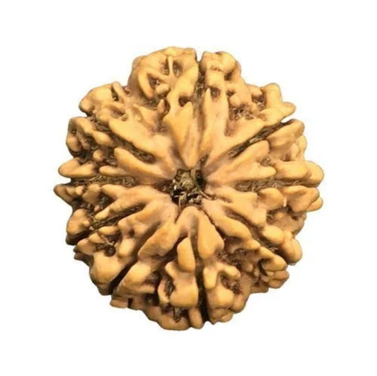 9 Mukhi Nepal Rudraksha Collector