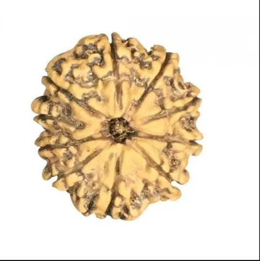 10 Mukhi Nepal Rudraksha Collector