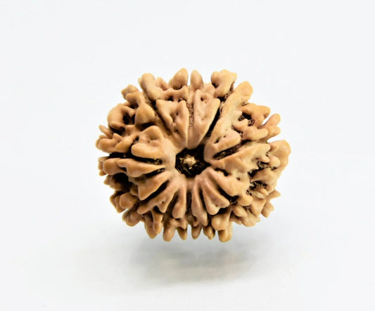 10 Mukhi Nepal Rudraksha Medium