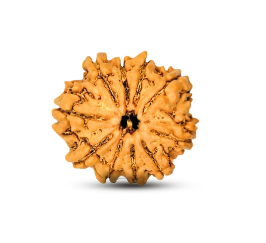 10 Mukhi Nepal Rudraksha Small