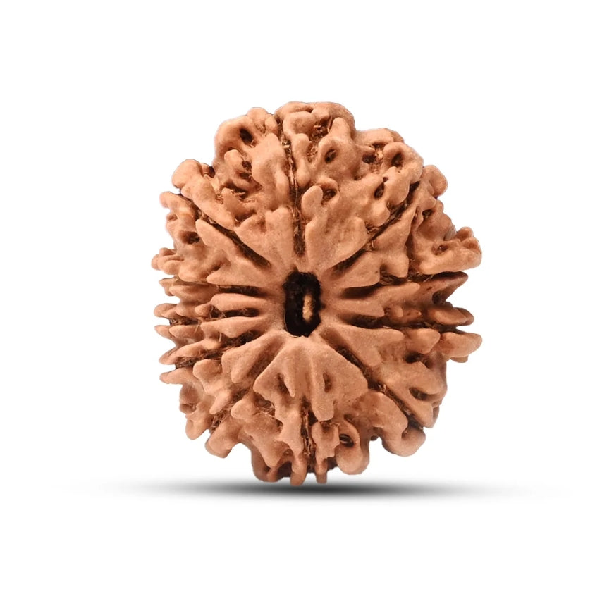 11 Mukhi Nepal Rudraksha Collector