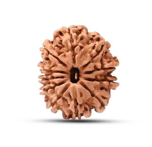 11 Mukhi Nepal Rudraksha Collector