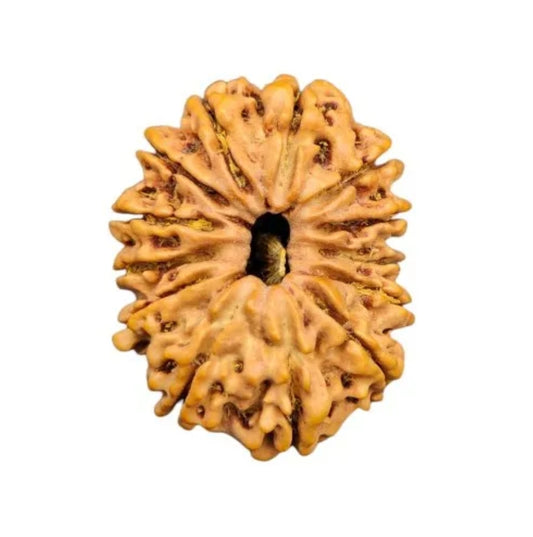13 Mukhi Nepal Rudraksha Small