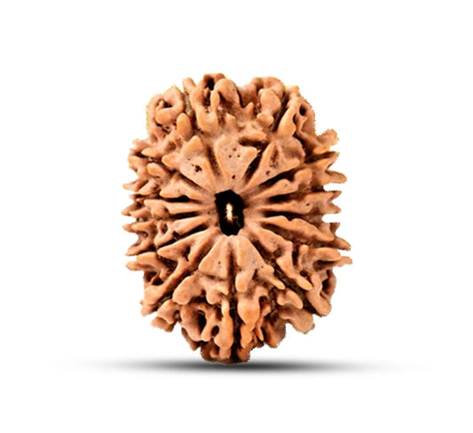 13 Mukhi Nepal Rudraksha Large