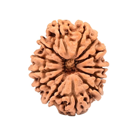 13 Mukhi Nepal Rudraksha Medium