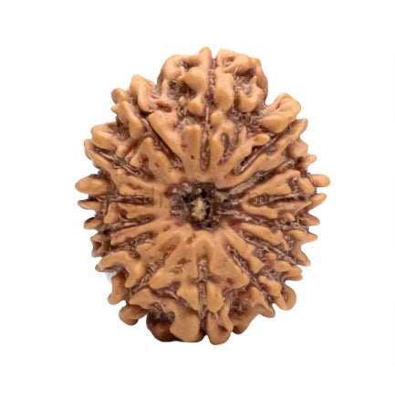14 Mukhi Nepal Rudraksha Large
