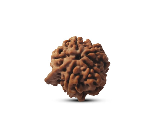 Ganesh Rudraksha Nepal Large