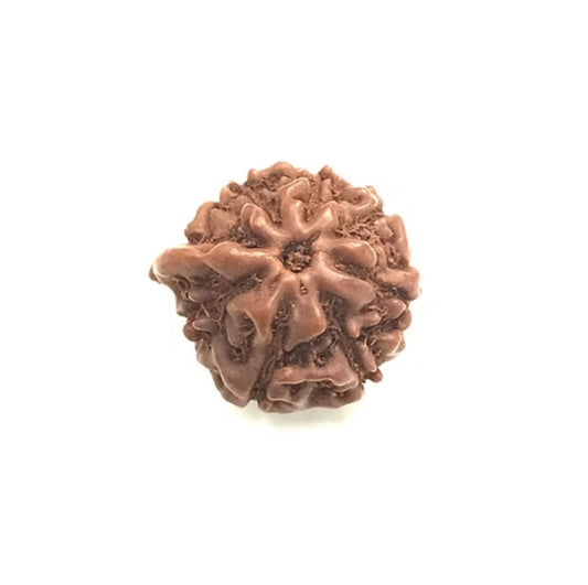 Ganesh Rudraksha Indonesian Small