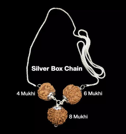 Rudraksha Combination for Advocates 4,6,8 Mukhi Nepal In Silver Chain