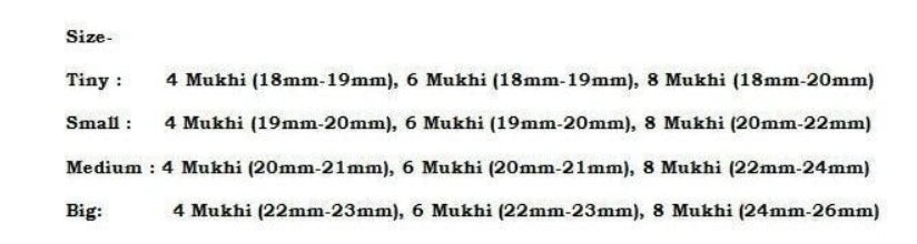 Rudraksha Combination for Advocates 4,6,8 Mukhi Nepal In Thread