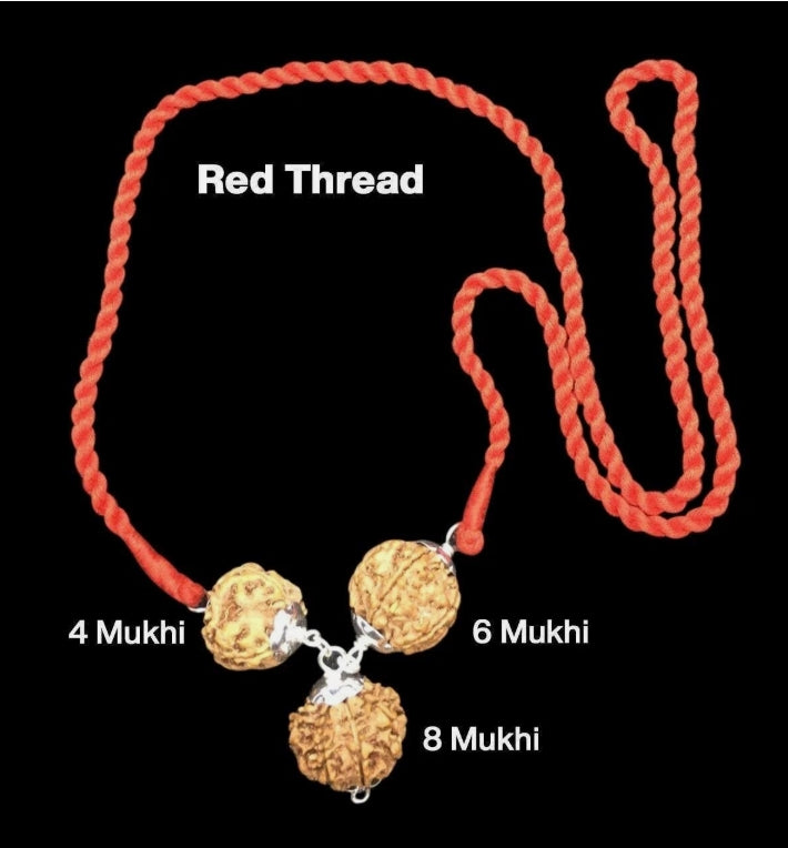 Rudraksha Combination for Advocates 4,6,8 Mukhi Nepal In Thread