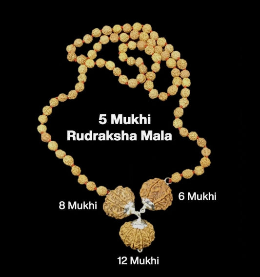 Rudraksha Combination for Business 6,8,12 Mukhi Nepal Rudraksha Mala