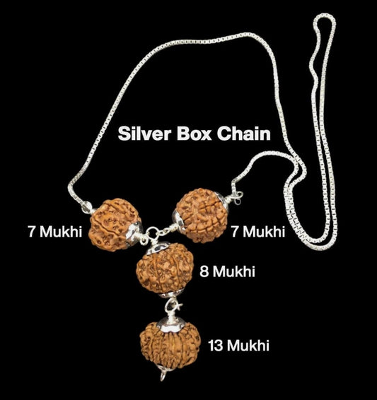 Rudraksha Combination For Business Power (Marketing & Trading) 7,7,8,13 Mukhi Nepal