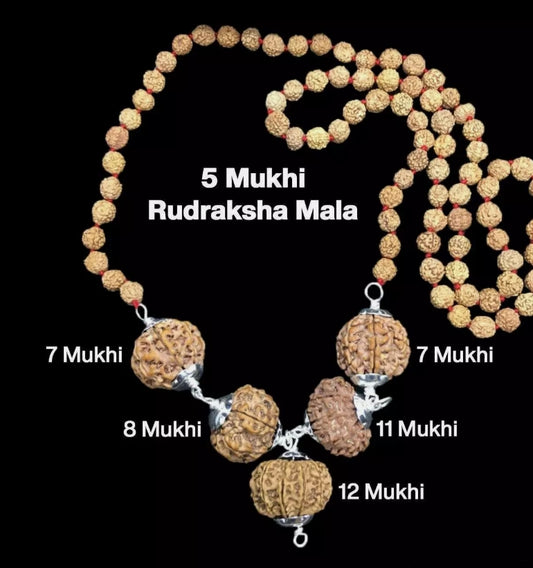Rudraksha Combination Business Power (Executives & Businessmen) 7,7,8,11,12 Mukhi Nepal