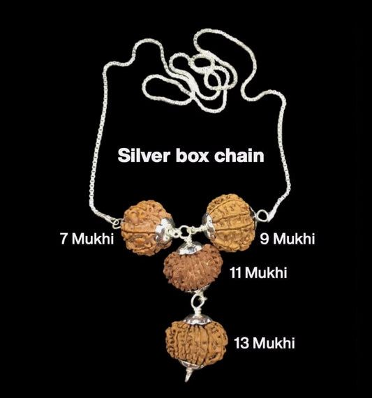 Rudraksha Combination for Wealth 7,9,11,13 Mukhi Nepal In Silver Chain