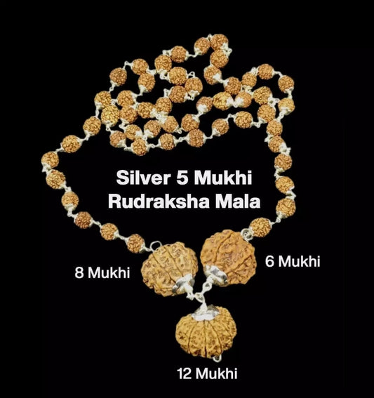 Rudraksha Combination for Business 6,8,12 Mukhi Nepal In Silver Mala