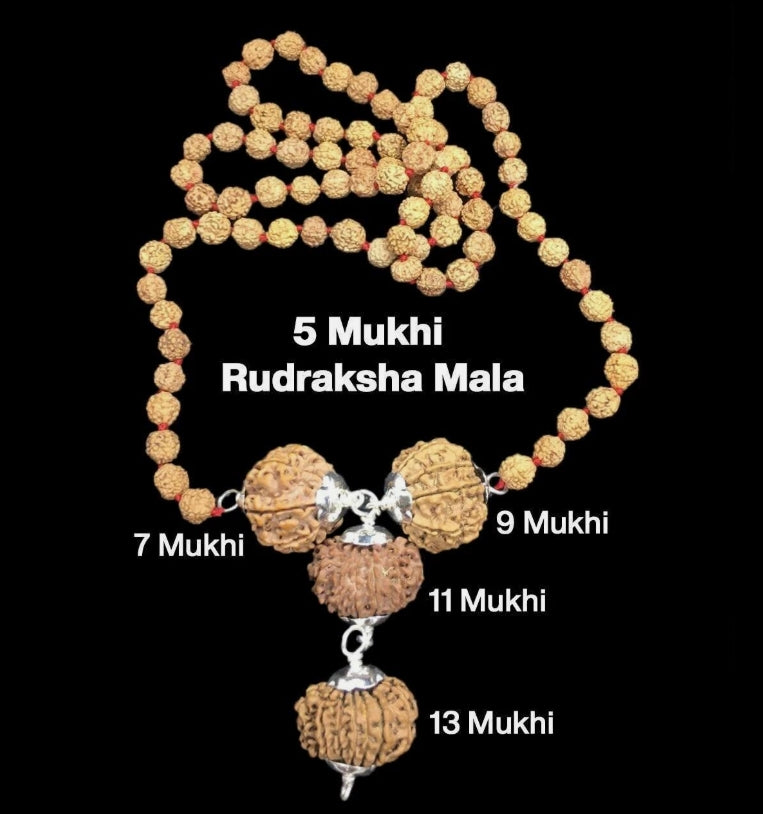 Rudraksha Combination for Wealth 7,9,11,13 Mukhi Nepal In Rudraksha Mala