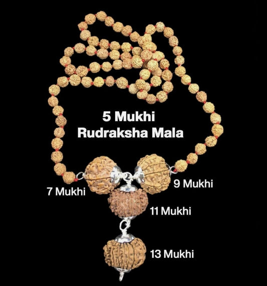 Rudraksha Combination for Wealth 7,9,11,13 Mukhi Nepal In Rudraksha Mala