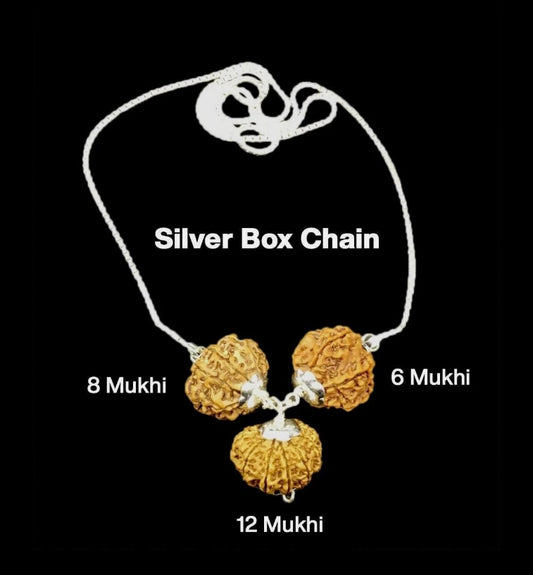 Rudraksha Combination for Business 6,8,12 Mukhi Nepal In Silver Chain