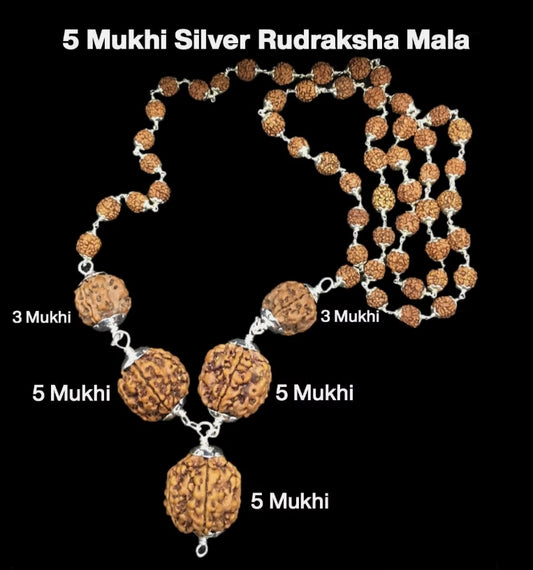 Rudraksha Combination for Health Power 3,3,5,5,5 Mukhi Nepal In Silver Rudraksha Mala