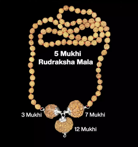 Rudraksha Combination for Career 3,7,12 Mukhi Nepal In Rudraksha Mala