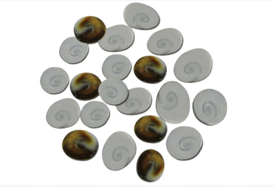 Natural Gomti Chakra / Shell Stones For Wealth & Puja Use