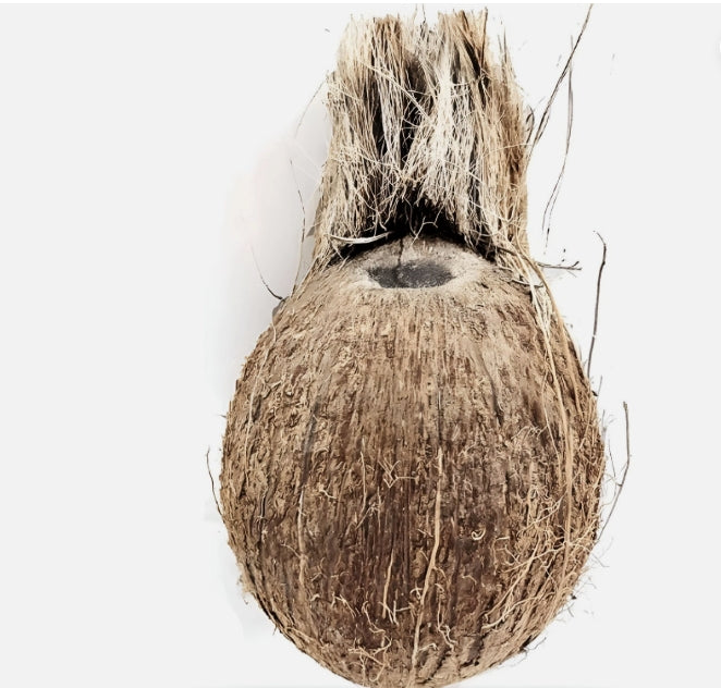 Ekakshi Nariyal/ One-Eyed Coconut Religious And Spiritual Importance Puja Use