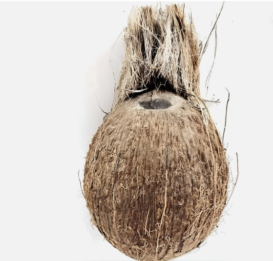 Ekakshi Nariyal/ One-Eyed Coconut Religious And Spiritual Importance Puja Use