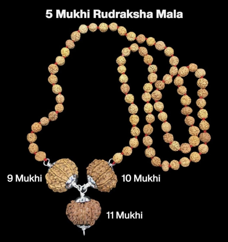 Rudraksha Combination for Total Protection 9,10,11 Mukhi Nepal In Rudraksha Mala