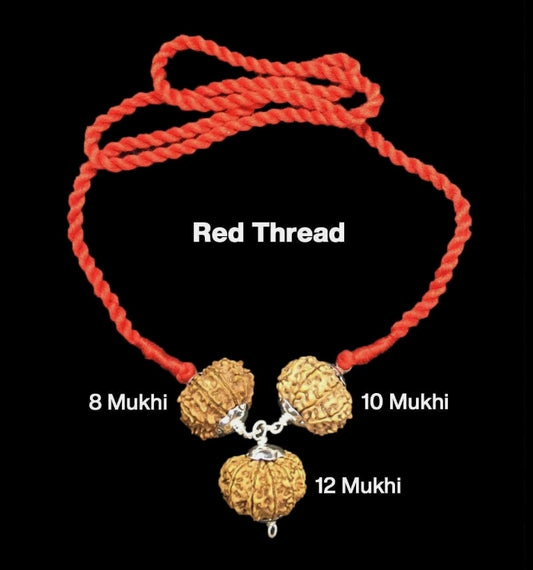 Rudraksha Combination for Protection 8,10,12 Mukhi Nepal In Thread