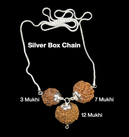 Rudraksha Combination for Career 3,7,12 Mukhi Nepal In Silver Chain