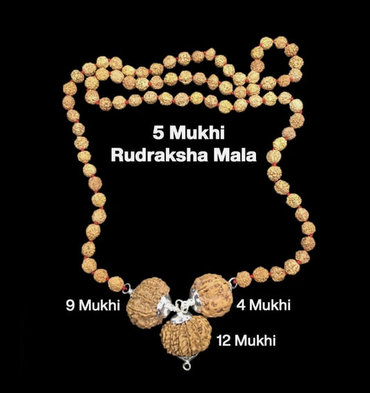 Rudraksha Combination for Doctors 4,9,12 Mukhi Nepal In Rudraksha Mala