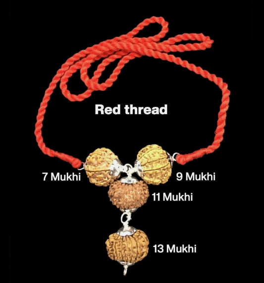 Rudraksha Combination for Wealth 7,9,11,13 Mukhi Nepal In Thread