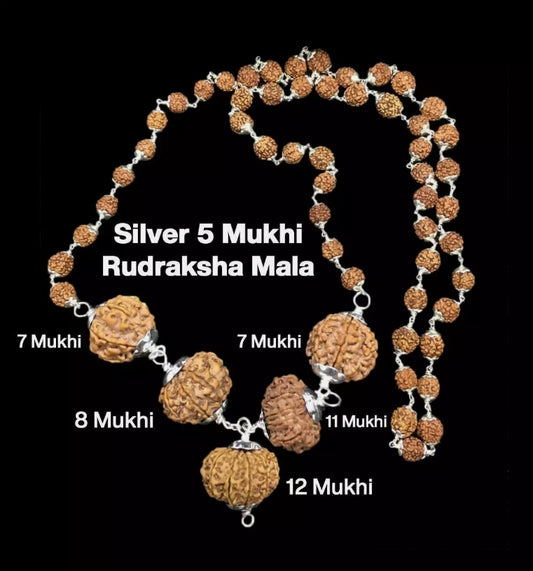 Rudraksha Combination Business Power (Executives & Businessmen) 7,7,8,11,12 Mukhi Nepal In Silver Mala