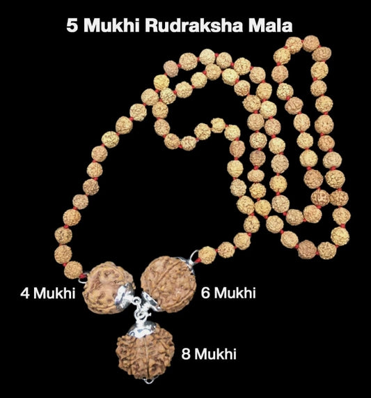 Rudraksha Combination for Creativity 4,6,8 Mukhi Nepal In Rudraksha Mala