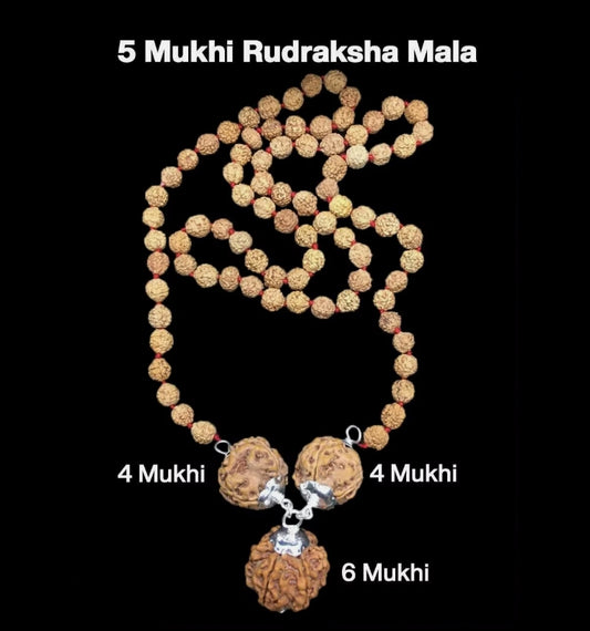 Rudraksha Combination for Students 4,4,6 Mukhi Nepal In Rudraksha Mala