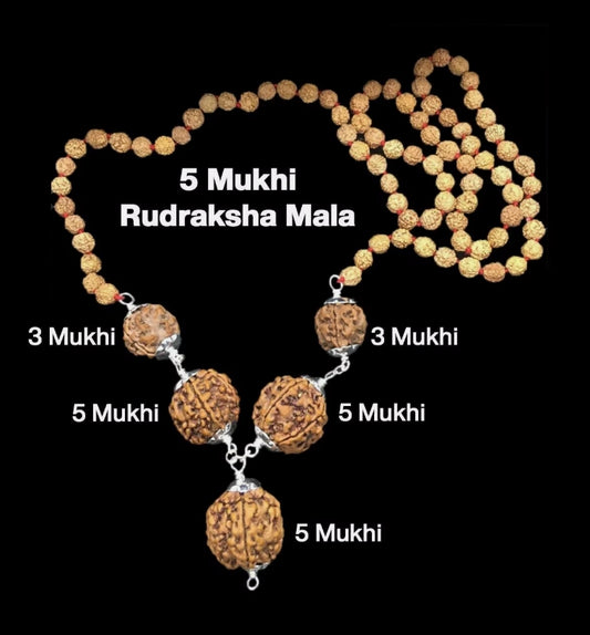 Rudraksha Combination for Health Power 3,3,5,5,5 Mukhi Nepal In Rudraksha Mala
