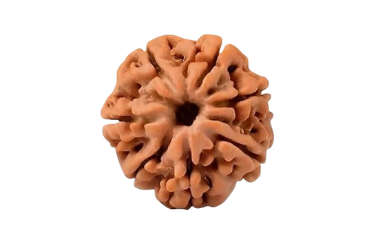 7 Mukhi Rudraksha Nepal Complete 7 Seeds with Xray & Certificate