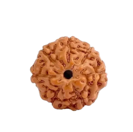 7 Mukhi Indonesian Rudraksha Small