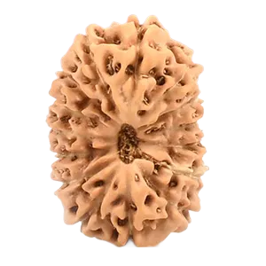 19 Mukhi Indonesian Rudraksha Large
