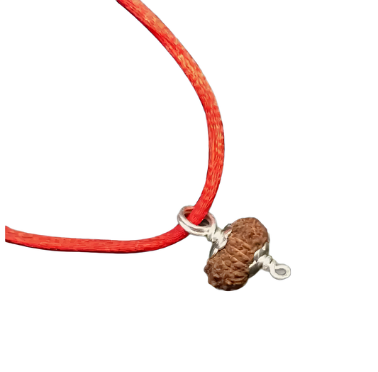 18 Mukhi Indonesian Rudraksha Medium