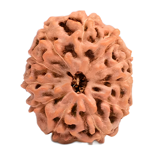 11 Mukhi Indonesian Rudraksha Collector