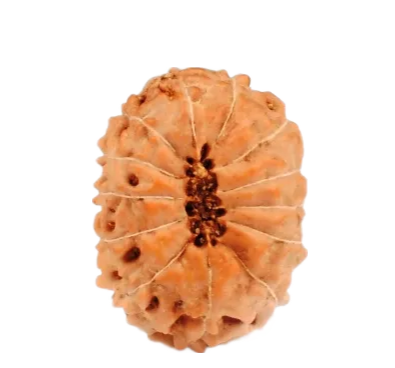 13 Mukhi Indonesian Rudraksha Medium