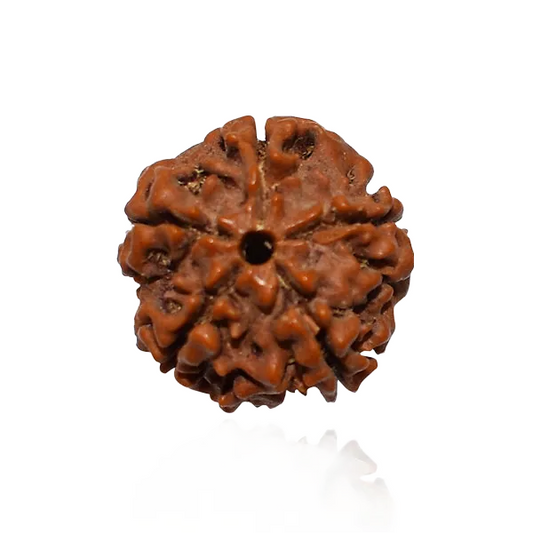 5 Mukhi Nepal Rudraksha Small