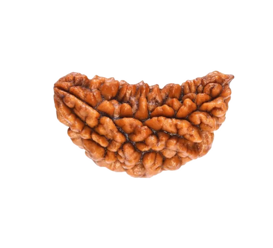 1 Mukhi Indian Rudraksha Small