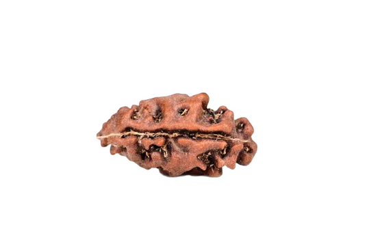 1 Mukhi Indonesian Rudraksha Large