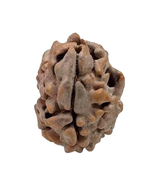 2 Mukhi Indian Rudraksha Small